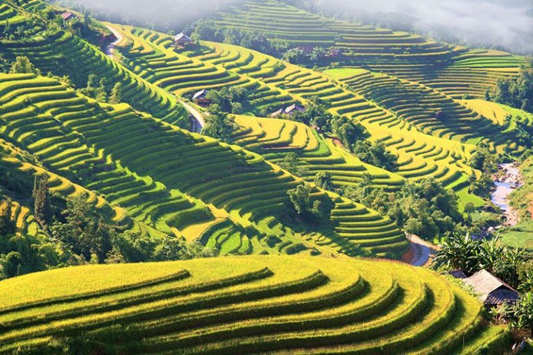 Top 5 Vietnam Rice Terraces Every Traveler Should Visit